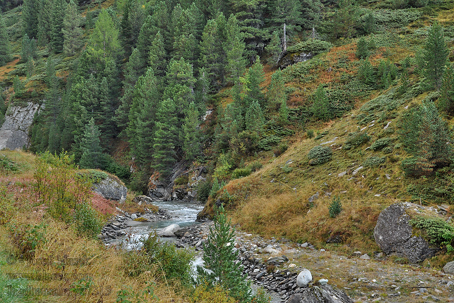 Schwarzachtal Jagdhausalm Vysoké Taury NP alpské pastviny Taury Almen alpine pastures alpages альпийские пастбища