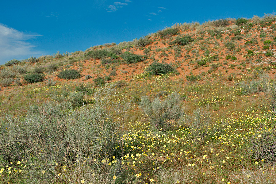 Kalahari NP poušť Wüsten desert désert пустыня pustynia sivatag desierto