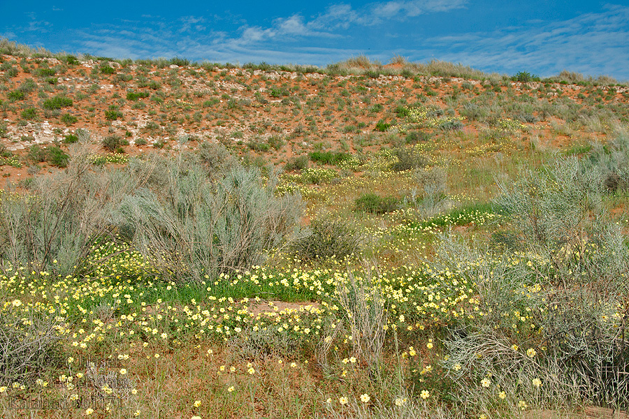 Kalahari NP poušť Wüsten desert désert пустыня pustynia sivatag desierto