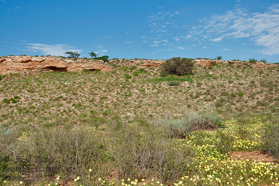 Kalahari NP poušť Wüsten desert désert пустыня pustynia sivatag desierto