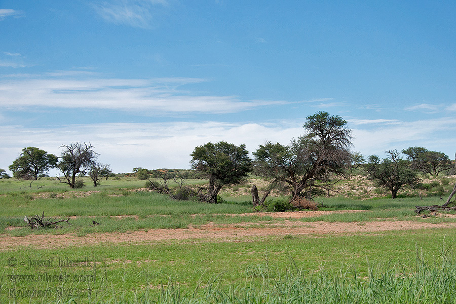 Kalahari NP poušť Wüsten desert désert пустыня pustynia sivatag desierto