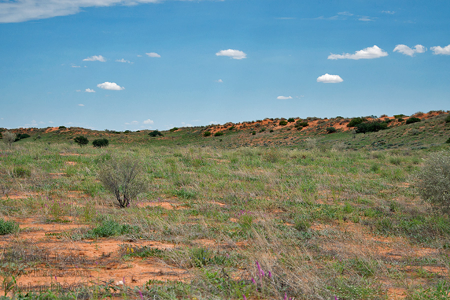 Kalahari NP poušť Wüsten desert désert пустыня pustynia sivatag desierto