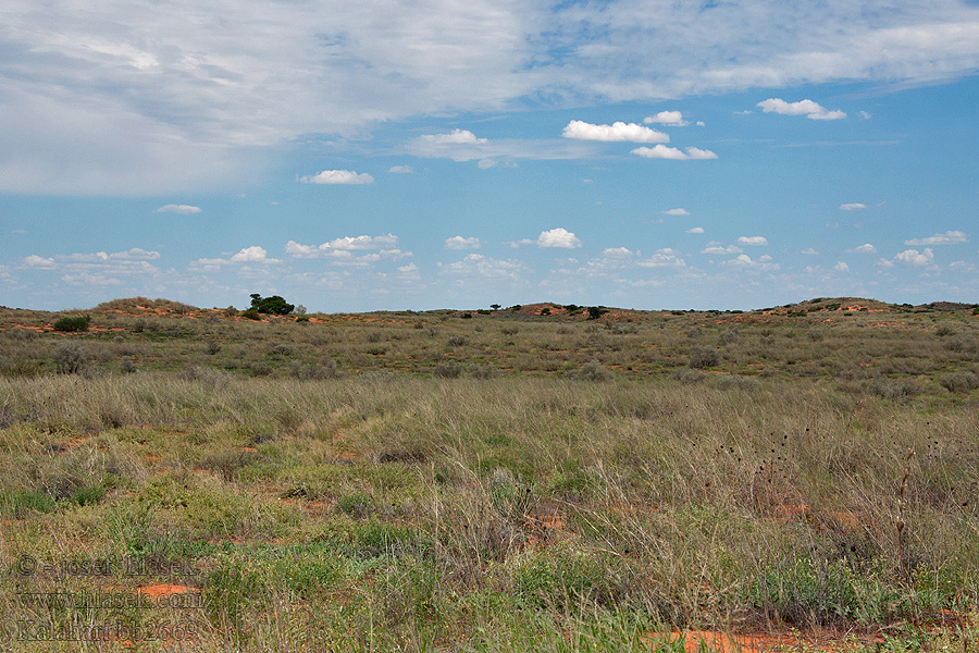 Kalahari NP poušť Wüsten desert désert пустыня pustynia sivatag desierto