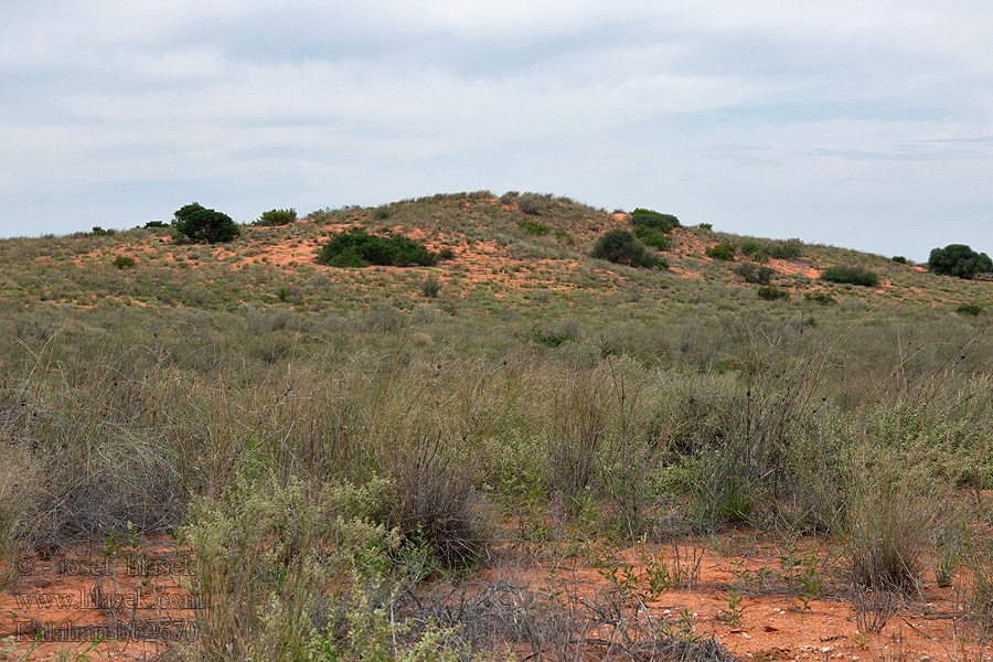 Kalahari NP poušť Wüsten desert désert пустыня pustynia sivatag desierto