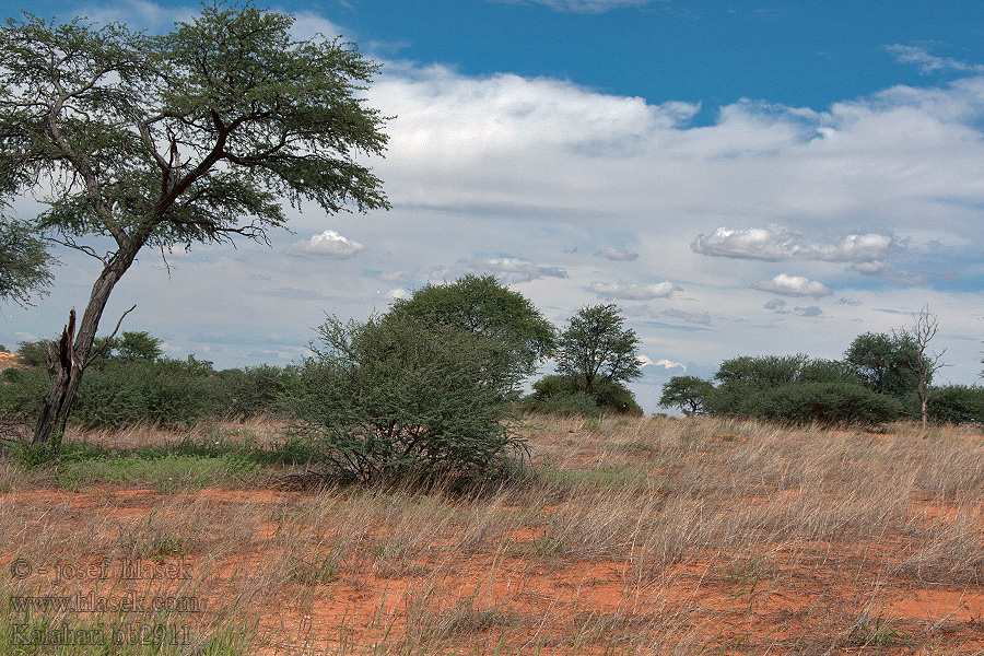 Kalahari NP poušť Wüsten desert désert пустыня pustynia sivatag desierto