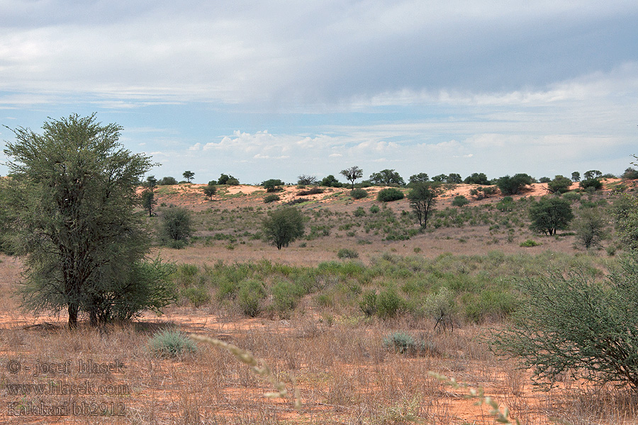 Kalahari NP poušť Wüsten desert désert пустыня pustynia sivatag desierto