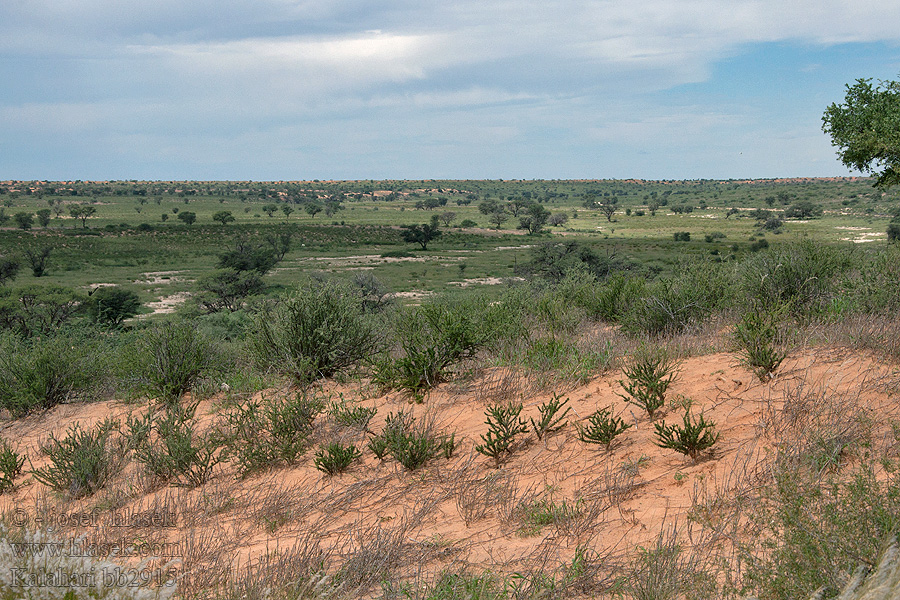 Kalahari NP poušť Wüsten desert désert пустыня pustynia sivatag desierto