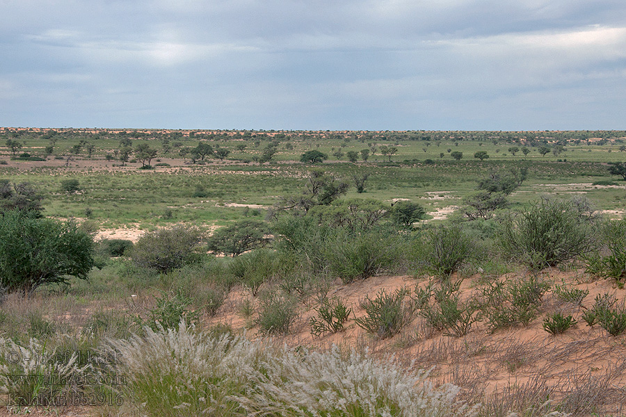 Kalahari NP poušť Wüsten desert désert пустыня pustynia sivatag desierto