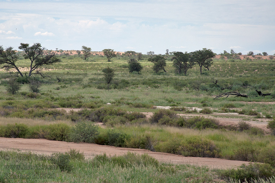 Kalahari NP poušť Wüsten desert désert пустыня pustynia sivatag desierto