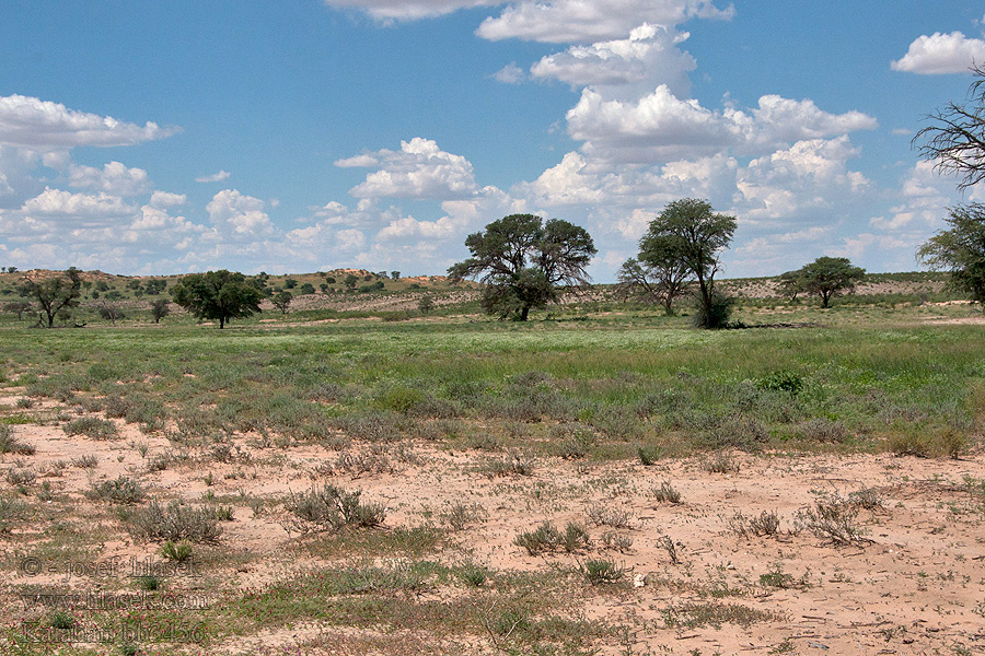 Kalahari NP poušť Wüsten desert désert пустыня pustynia sivatag desierto