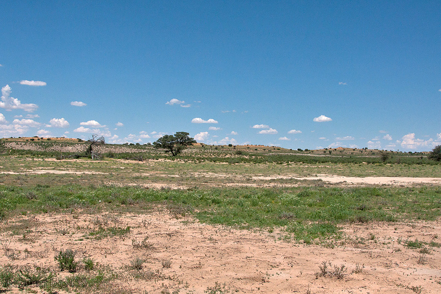 Kalahari NP poušť Wüsten desert désert пустыня pustynia sivatag desierto