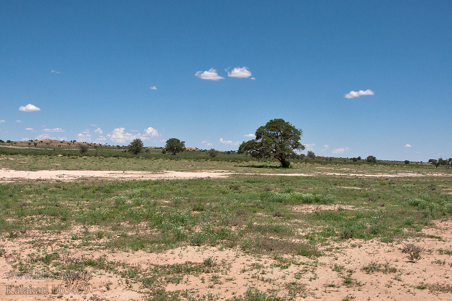 Kalahari NP poušť Wüsten desert désert пустыня pustynia sivatag desierto