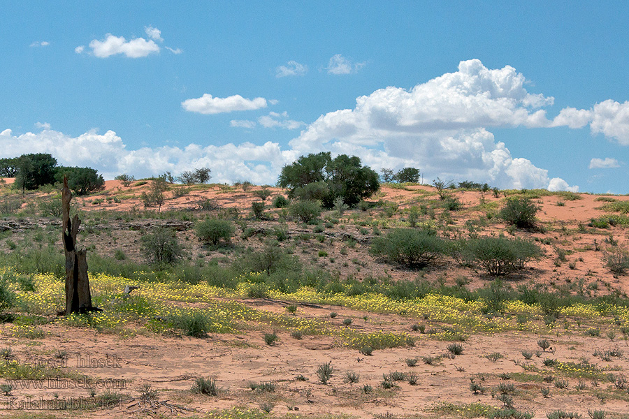 Kalahari NP poušť Wüsten desert désert пустыня pustynia sivatag desierto