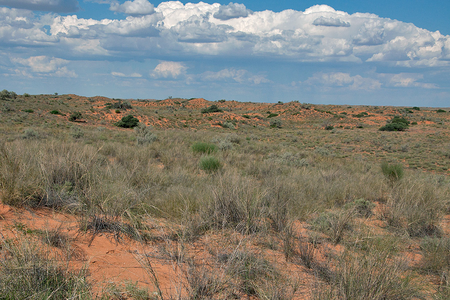 Kalahari NP poušť Wüsten desert désert пустыня pustynia sivatag desierto