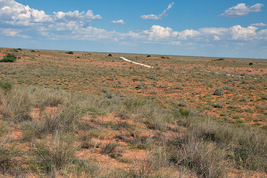 Kalahari NP poušť Wüsten desert désert пустыня pustynia sivatag desierto