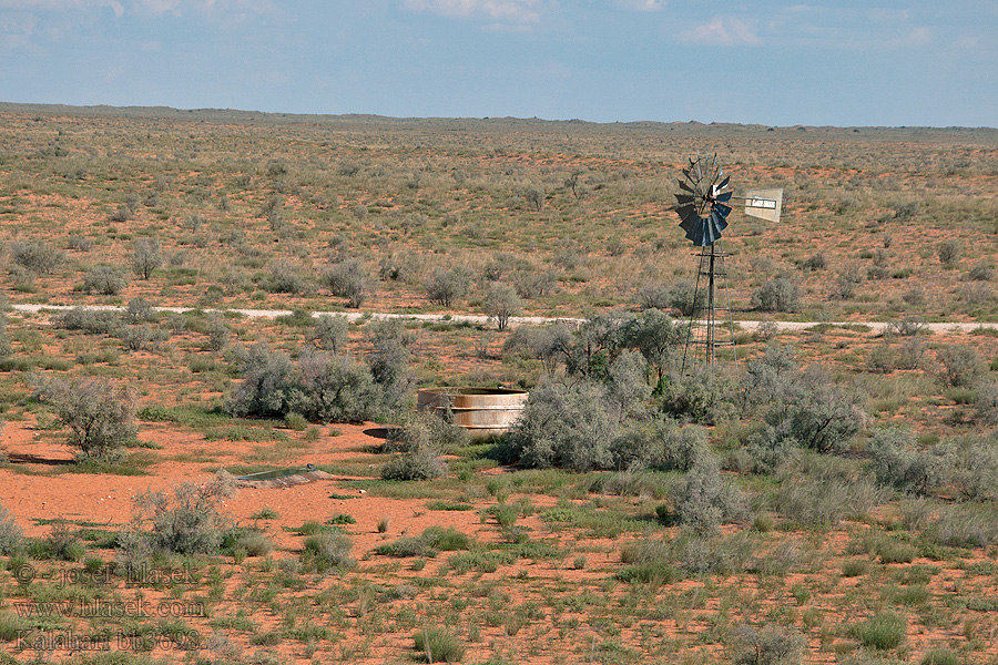 Kalahari NP poušť Wüsten desert désert пустыня pustynia sivatag desierto