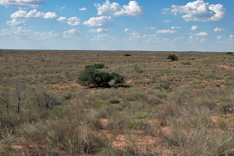 Kalahari NP poušť Wüsten desert désert пустыня pustynia sivatag desierto