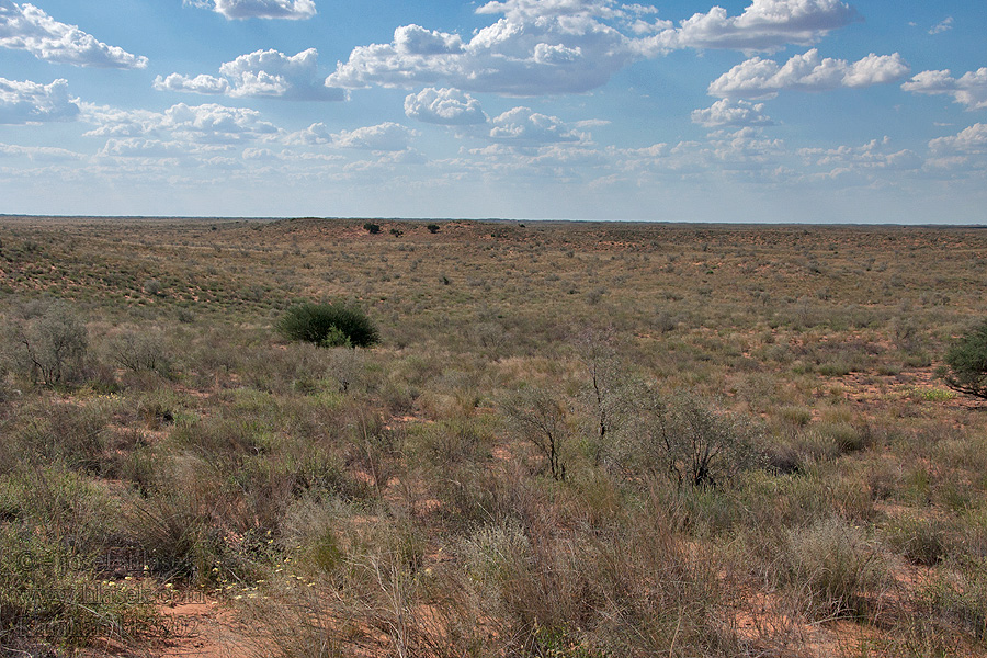 Kalahari NP poušť Wüsten desert désert пустыня pustynia sivatag desierto