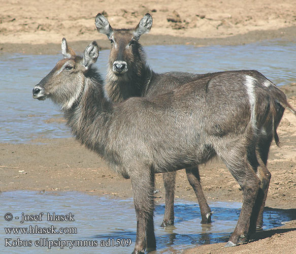 Kobus ellipsiprymnus Antilope agua Cobo Víziantilop
