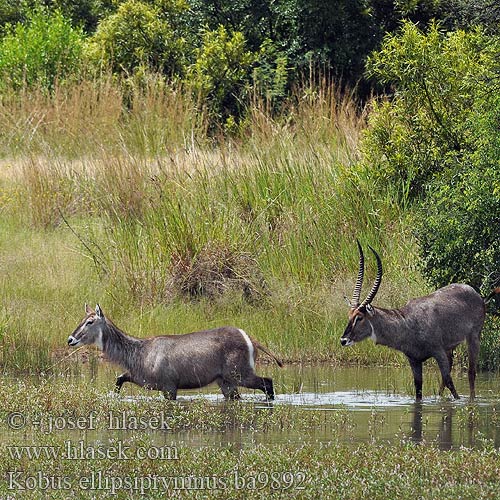 Antilope agua Cobo Wasserbock Kob śniady