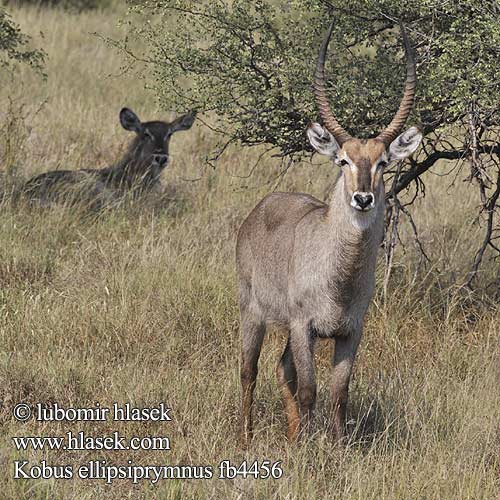 Voduška velká Antilope Acuático Vattenbock Ellipsvattenbock