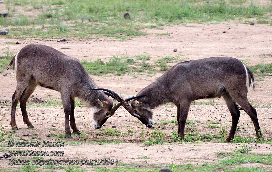 Antilope agua Cobo Kobus ellipsiprymnus