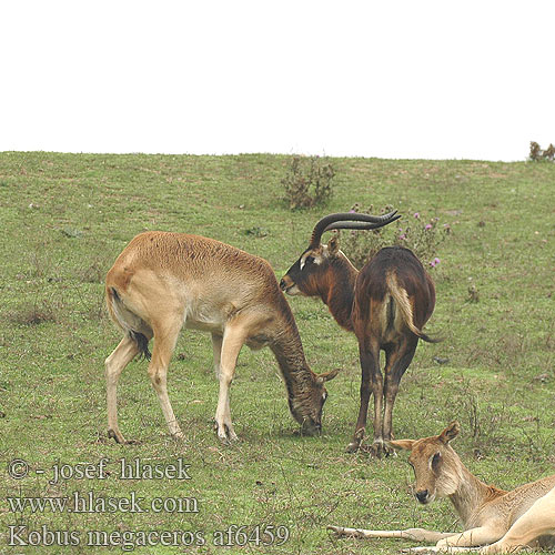 Weißnacken-Moorantilope Nagyszarvú mocsáriantilop Kob nilowy