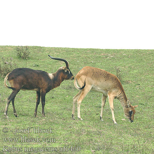 Nagyszarvú mocsáriantilop Kob nilowy 大角驴羚