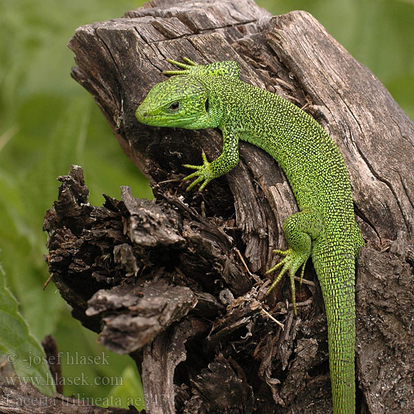 Balkan Green Lizard Ještěrka balkánská Iri yeşil kertenkele Jaszczurka trójpręga