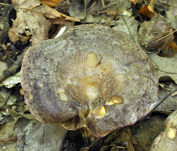 Lactarius violascens bm1933