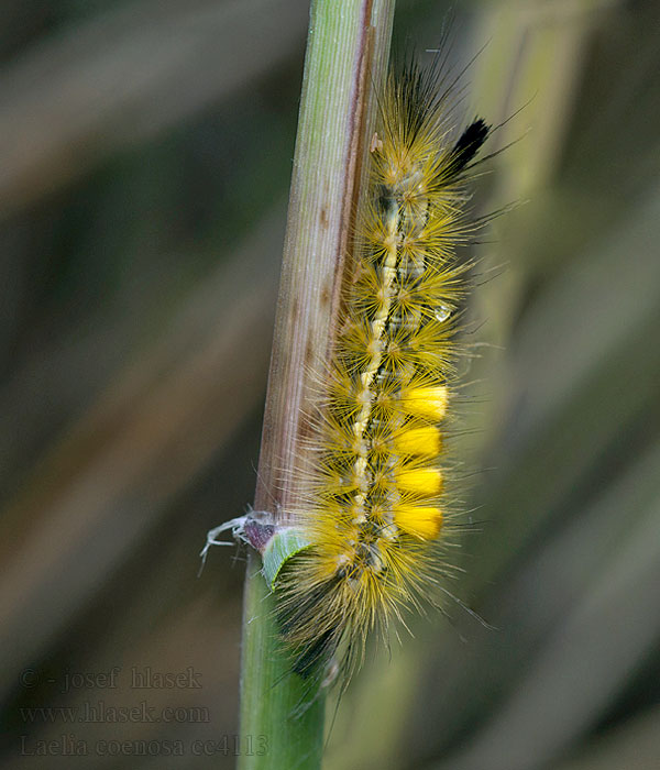 Reed Tussock Laelia coenosa caterpillar