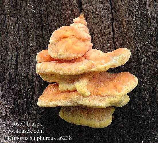 Laetiporus sulphureus Sulphur Shelf Chicken Woods Mushroom