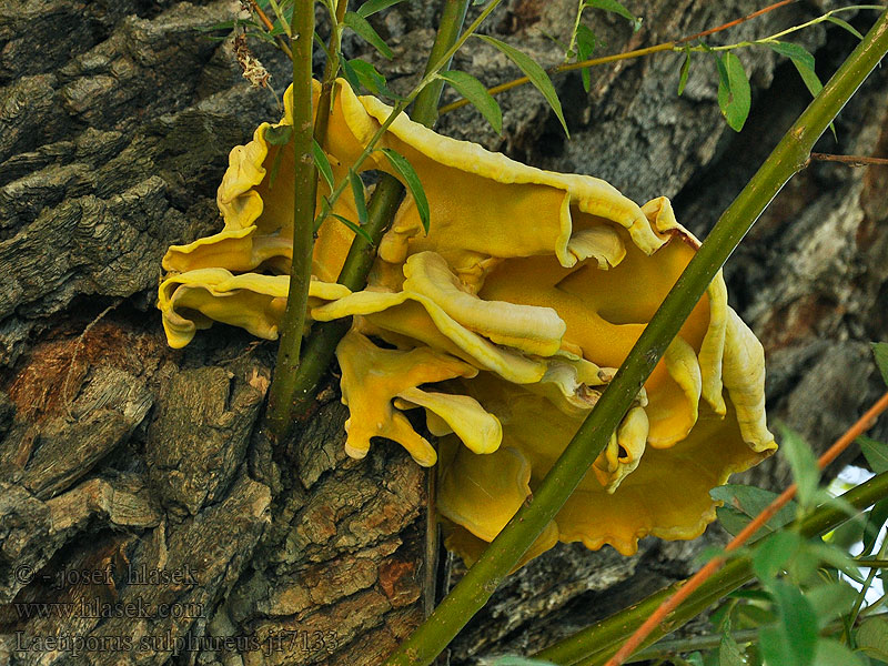 Sírovec žlutooranžový Svavelticka Laetiporus sulphureus