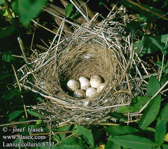 birds eggs nests Lanius collurio ťuhýk obecný