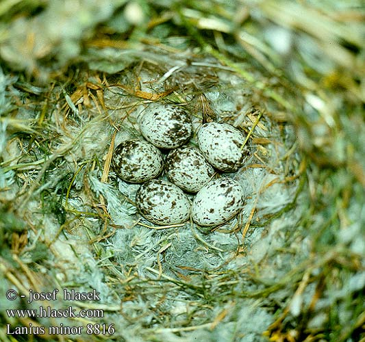 birds eggs nests Lanius minor Lesser Grey Shrike
