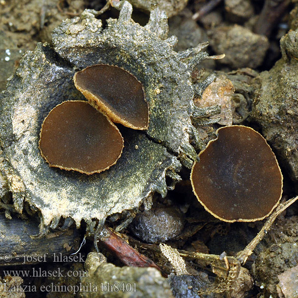 Lanzia echinophila Rutstroemia Terčovka čiašková Terčka číškomilná