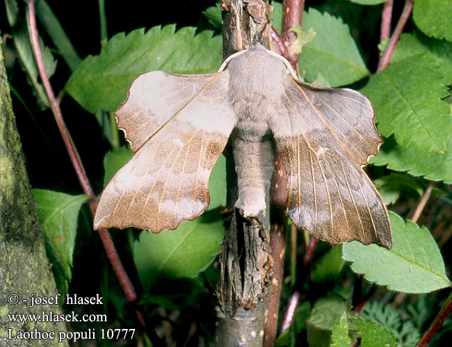 Laothoe populi Poplar Hawk-moth Poppelsværmer Poppelikiitäjä