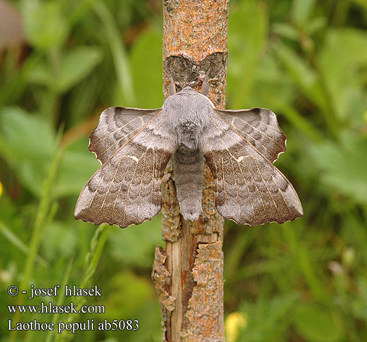 Poplar Hawk-moth Poppelsværmer Poppelikiitäjä Sphinx Peuplier
