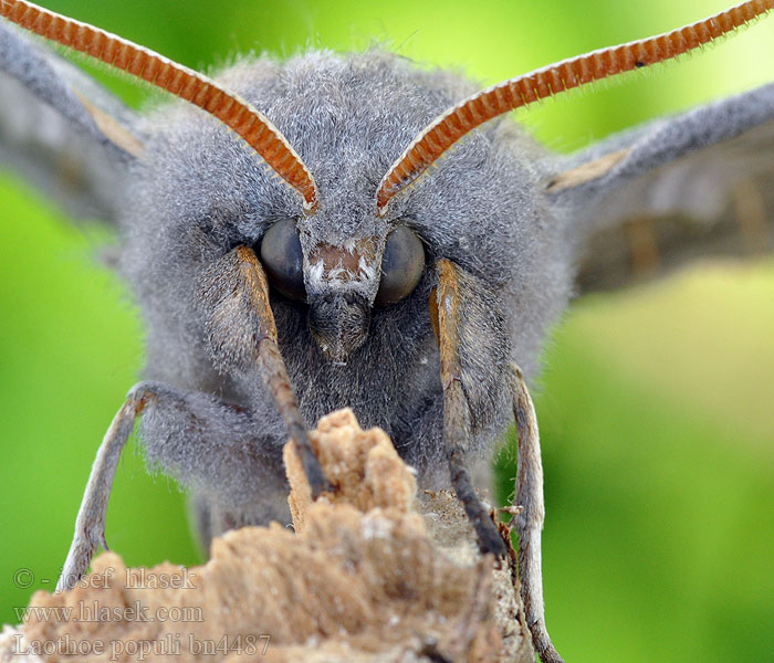 Laothoe populi Poplar Hawk-moth Poppelsværmer Poppelikiitäjä