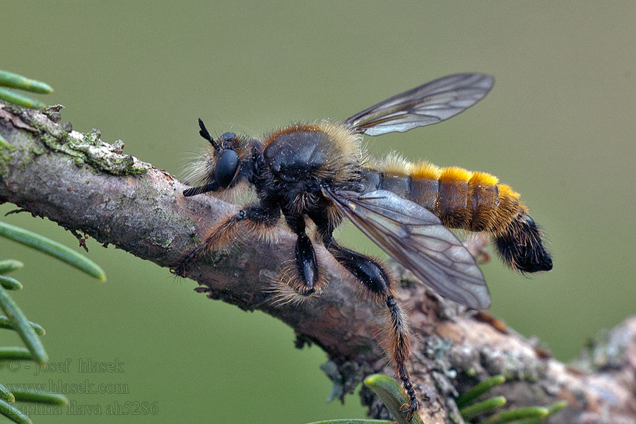 Gelbe Mordfliege Bumblebee Robber Fly Laphria flava