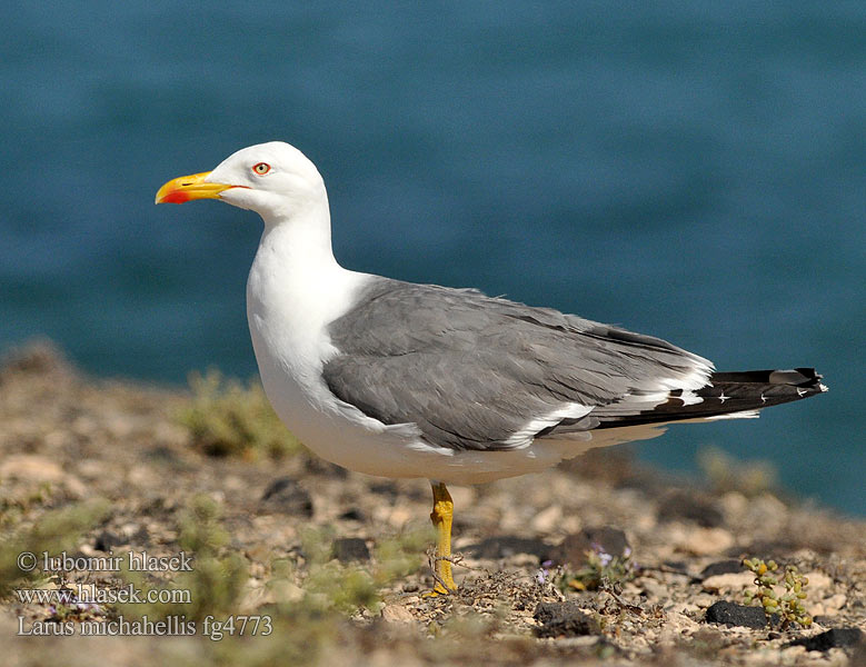 Larus michahellis Gaivota-de-patas-amarelas Yellow-legged Gull