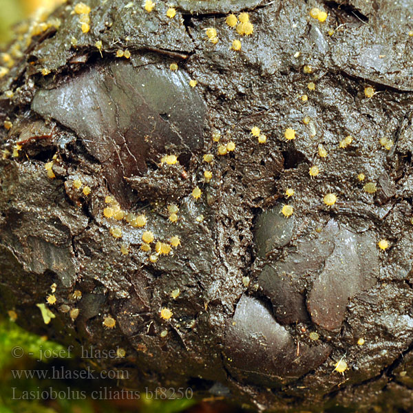 Lasiobolus ciliatus Ascobolus Brvník štětinkatý Borstiger Kotling Pilovník brvitý