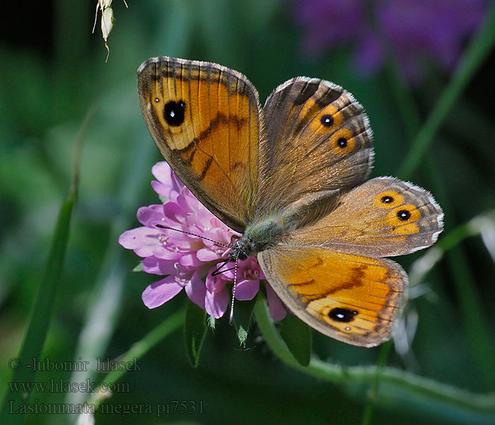 Wall Brown Satyre Mégere Vörös szemeslepke Mauerfuchs Lasiommata megera