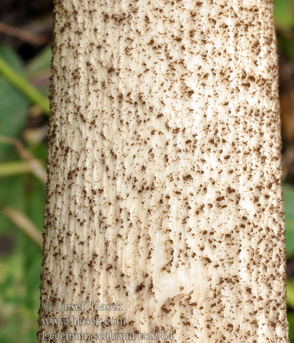 Подберезовик березовик обыкновенный обабок бабка серый гриб