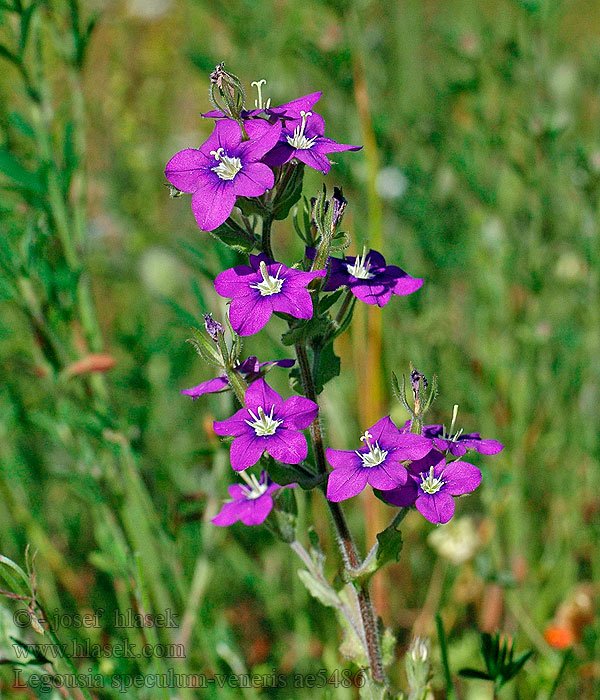 Zrcadlovka Venušina Large Venus's-looking-glass Zwrotnica zwierciadło Wenery Specchio Venere comune Legousia speculum-veneris