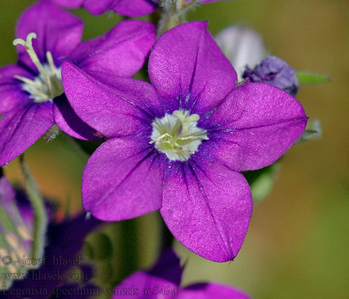 Legousia speculum-veneris Zrcadlovka Venušina Venus-Frauenspiegel