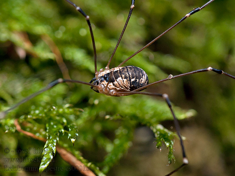 Leiobunum rupestre