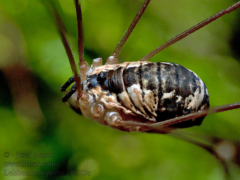 Leiobunum rupestre