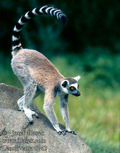 Lemur catta Ring-tailed lemur Katta Kattalemur Lémur