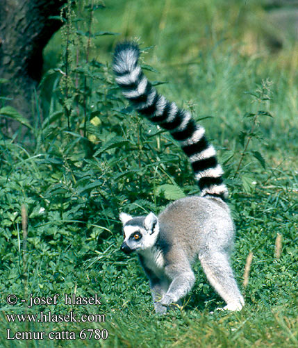 Lemur catta 6780